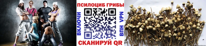 Псилоцибиновые грибы MAGIC MUSHROOMS  сколько стоит  мега ссылки  Тихорецк 